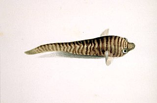 <i>Aspasmogaster</i> Genus of fishes