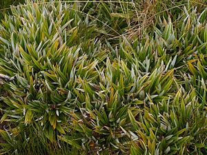 Astelia alpina - Pineapple Grass.jpg