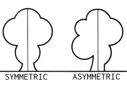 Asymmetric (PSF).png