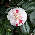 * Nomination Camellia Japonica at Kew Gardens --Mike Peel 08:01, 8 April 2024 (UTC) * Promotion  Support Good quality. --Poco a poco 18:06, 8 April 2024 (UTC)