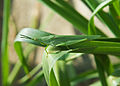 * Nomination Long-headed grasshopper Atractomorpha lata male. --Joydeep 16:42, 12 June 2014 (UTC) * Promotion Good quality. --Cccefalon 16:55, 12 June 2014 (UTC)