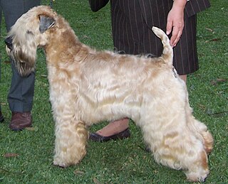 Soft-coated Wheaten Terrier Dog breed