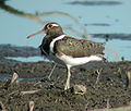 Australian painted snipe