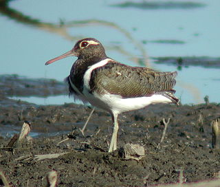 <span class="mw-page-title-main">Australian painted-snipe</span> Species of bird