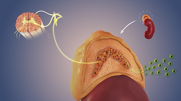 A flow diagram showing the process of stimulation of adrenal medulla that makes it release adrenaline, that further acts on adrenoreceptors, indirectl