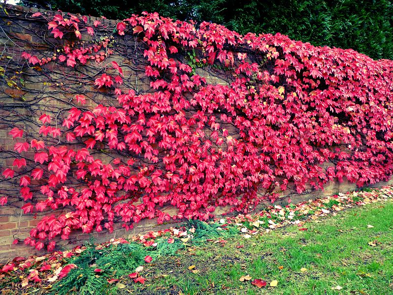 File:Autumn Colour (8109215713).jpg