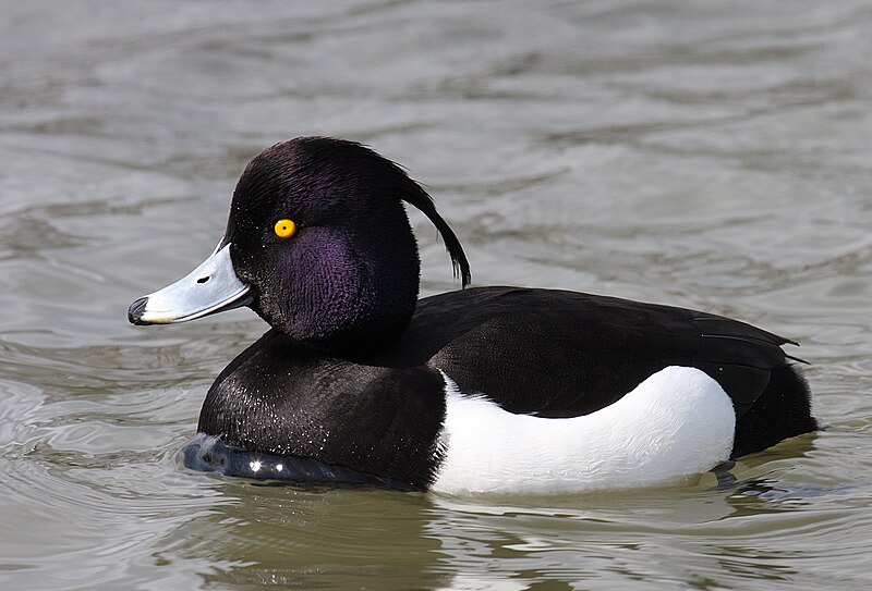 File:Aythya-fuligula Tufted-Duck.jpg