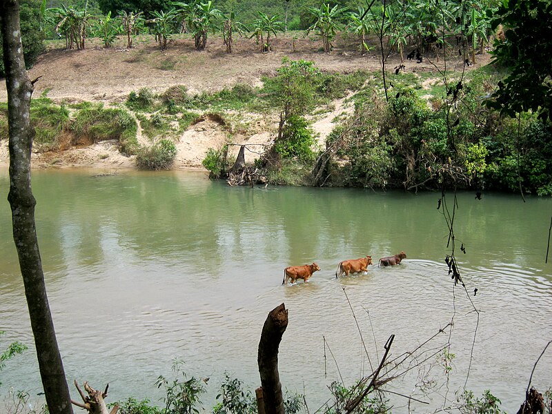 File:Bò lội qua dòng nước.jpg