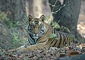 * Nomination Bandhavgarh National Park Tigers -- Fitindia 12:59, 15 November 2018 (UTC) * Decline  Oppose has already been declined in this version.--MB-one 11:13, 22 November 2018 (UTC)