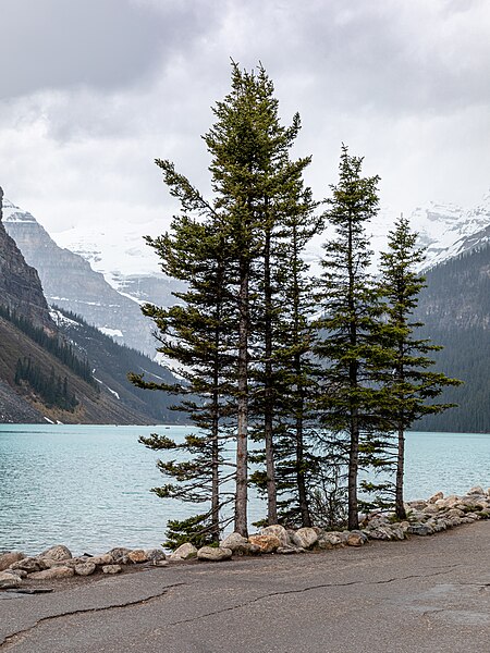 File:Banff National Park (AB, Canada), Lake Louise -- 2022 -- 2206.jpg