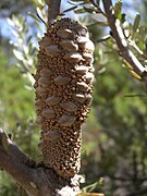 Banksia canei