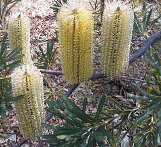 Banksia Lemon Glow Cultivar of Banksia spinulosa