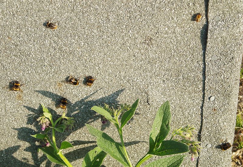 File:BaskingBumbleBees.JPG