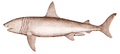 Basking shark.png