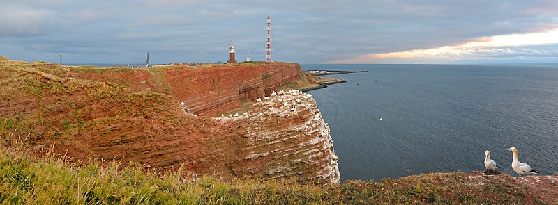 File:Basstölpel an Helgolands Westküste.jpg