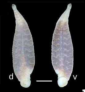 Под буквой d изображение спинной (dorsal) стороны, под буквой v — брюшной (ventral). Шкала изображает отрезок в 1 мм.