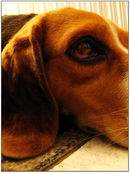 File:Beagle photographs by Rafael Acorsi 08.jpg