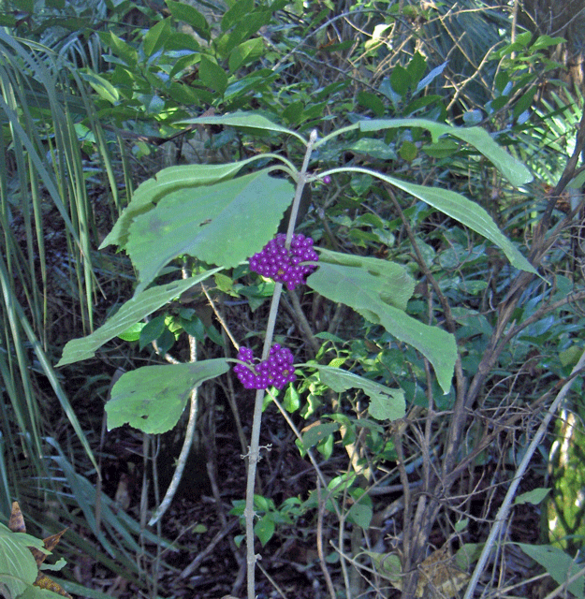File:Beautyberry (5616660067).png