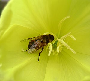 A bee collecting Pollen