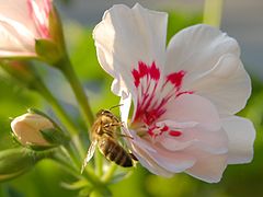 Čebela na cvetu pelargonijeAvtor: Mihael Simonič