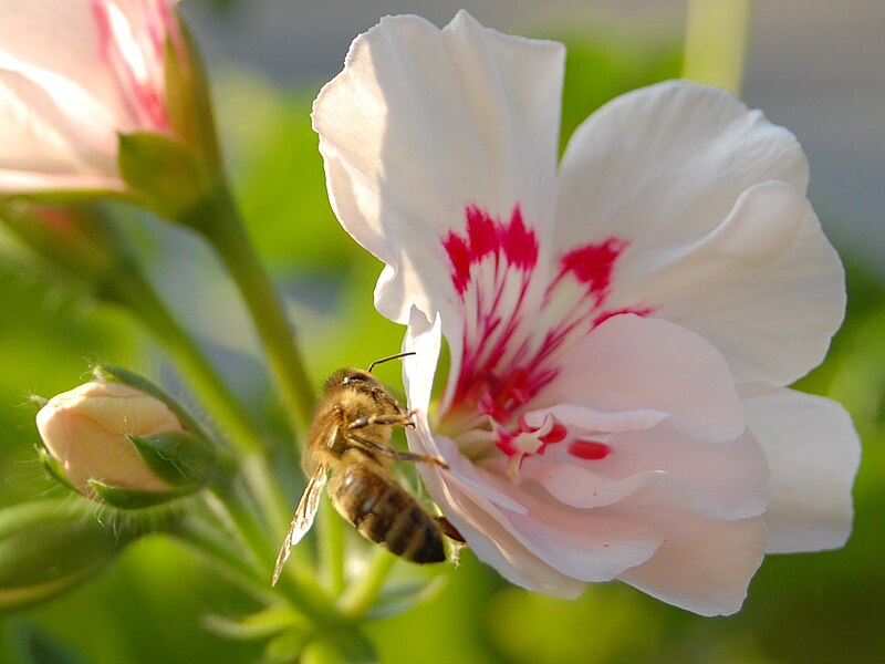 File:Bee on pelargonium.jpg