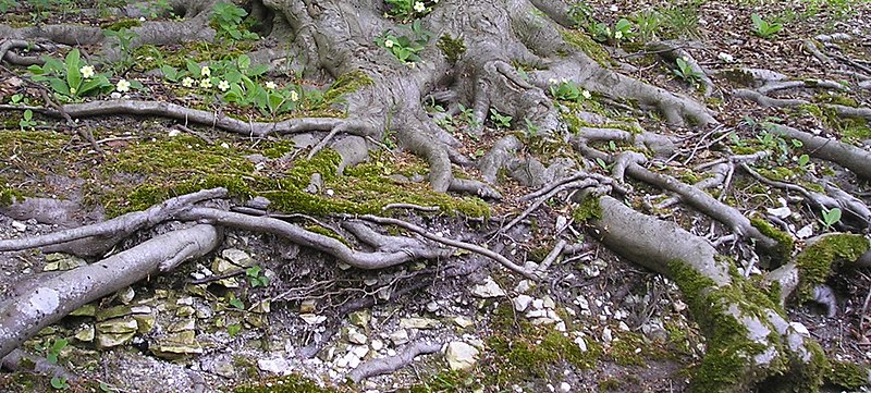 File:Beech Roots & Moss (5361032391).jpg