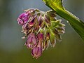 * Nomination Close-up of a comfrey (Symphytum officinale) flower cluster --Ermell 06:57, 5 February 2024 (UTC) * Promotion  Support Good quality. --RuinDig 07:32, 5 February 2024 (UTC)