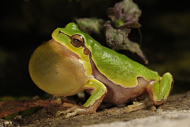 A frog with inflated vocal sac