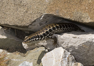 <i>Heremites auratus</i> Species of lizard