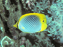 Bep chaetodon ocellicaudus.jpg