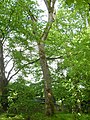 image=https://commons.wikimedia.org/wiki/File:Bergpark_Wilhelmshöhe_-_Baum_19_2019-05-19.JPG