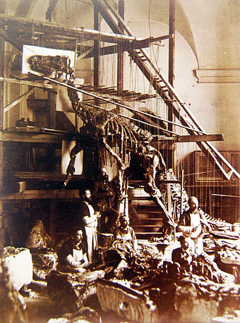 Photograph of a Bernissart Iguanodon skeleton being mounted in outdated kangaroo-like pose