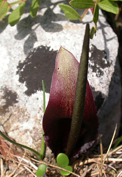 Biarum tenuifolium.