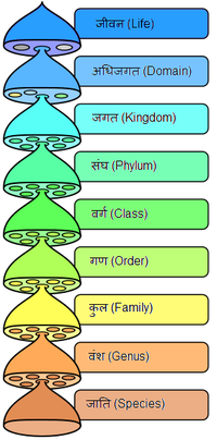 The various levels of the scientific classification system.