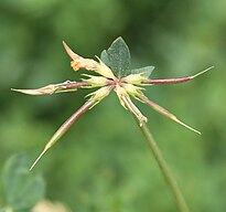 Bird's-foot Lotus corniculatus, seedhead