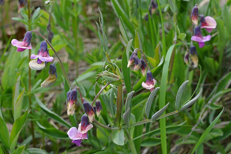 File:Bitter Vetch (Lathyrus linifolius) - Bærum, Norway 2022-05-15.jpg