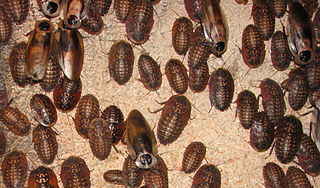 <span class="mw-page-title-main">Blaberidae</span> Family of cockroaches