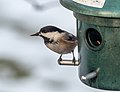 * Nomination Black-capped chickadee at a feeder in Green-Wood Cemetery --Rhododendrites 22:04, 24 December 2020 (UTC) * Promotion  Support Good quality. --Frank Schulenburg 00:15, 25 December 2020 (UTC)