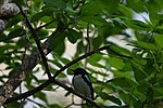 Thumbnail for File:Black-throated blue warbler black-throated blue warbler milford mill 5.3.22 DSC 4951.jpg