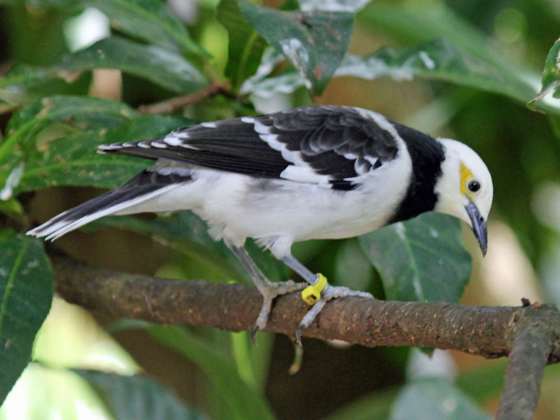 File:Black Collared Starling RWD4.jpg