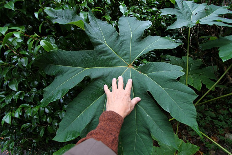 File:Blarney Gardens-12-Gunnera manicata-GerdEs Hand-2017-gje.jpg