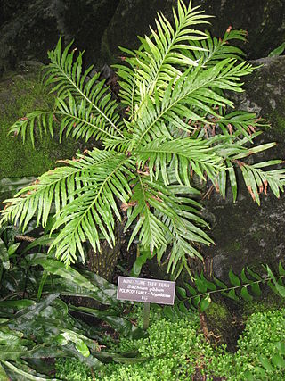 <i>Oceaniopteris gibba</i> Species of fern
