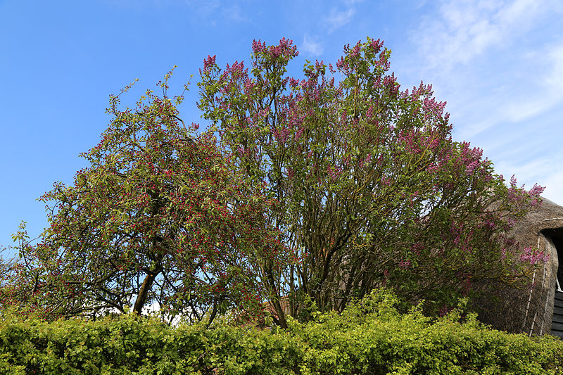 File:Blossoming trees and hedge at north of village green at Matching Green, Essex, England.jpg