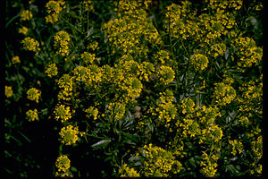 Blue Ridge Parkway BLRI9267.jpg