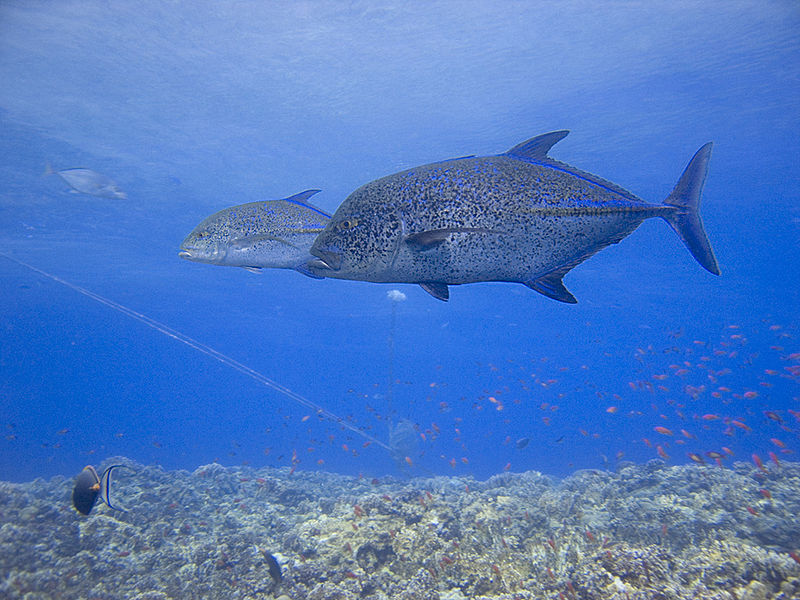 File:Bluefin trevally pair.jpg