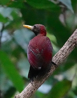 <span class="mw-page-title-main">Maroon woodpecker</span> Species of bird