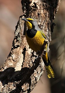 Bokmakierie Species of bird