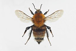 Джміль мінливий (Bombus humilis)