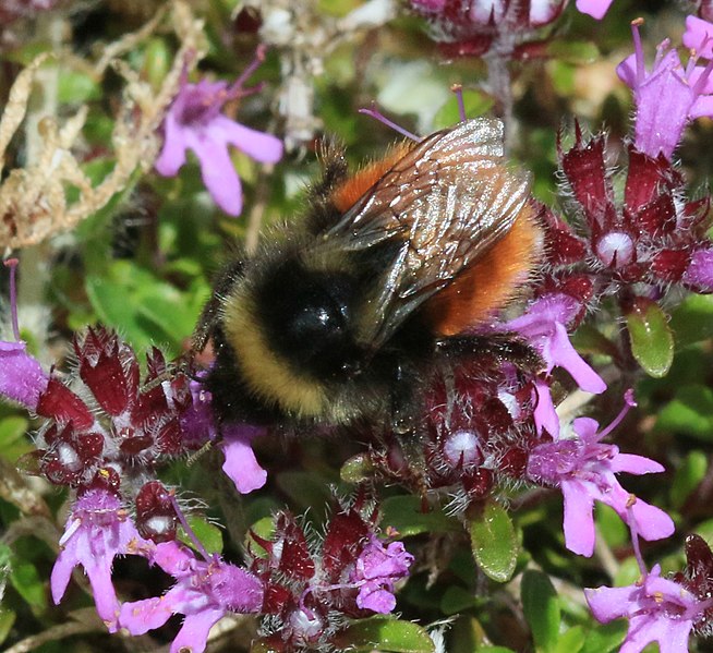 File:Bombus monticola (Blaeberry bumblebee) - Flickr - S. Rae.jpg