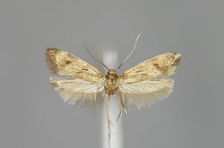 <i>Borkhausenia fuscescens</i> Species of moth